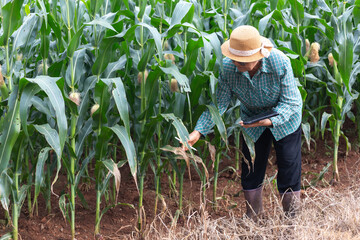 Senior Asian farmer inspecting damaged corn leaves while holding digital tablet in smart agriculture field, concept of crop health monitoring, precision farming, and agritech innovation.