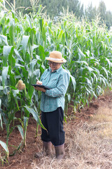 Senior Asian farmer standing in corn field using digital tablet and stylus, smart agriculture technology, modern farming innovation, precision agriculture and sustainability concept.
