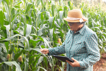 Senior Asian farmer using digital tablet to check corn plants in smart agriculture field, modern farming technology, precision agriculture concept.
