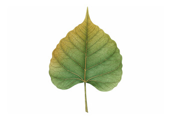 Fototapeta premium Heart Shaped Bo Tree Leaf Watercolor Illustration on Transparent Background