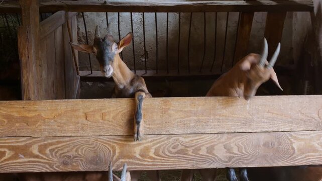 Two adorable goats are seen in a rustic barnyard setting. They interact playfully, showcasing their curious nature. The mood is light and cheerful, capturing the charm of farm life.