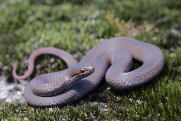 Australian White-lipped Snake on mossy grouund