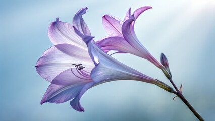Naklejka premium Delicate purple gladiolus flowers in soft light with blue background
