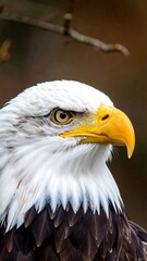 Obraz premium Close-up view of a majestic bird of prey with sharp gaze and strong beak