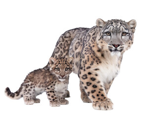 Fototapeta premium snow leopard with cub on transparent background.