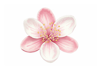 Pink Cherry Blossom Flower Watercolor on Transparent Background