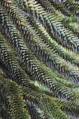 monkey puzzle tree, monkey tail tree, pewen, pehuen pine, or piñonero (Araucaria araucana)
