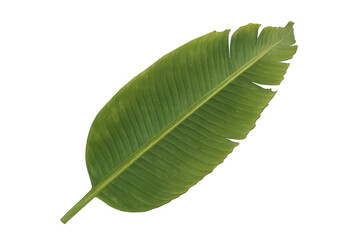 Obraz premium Green banana leaf showing natural texture and vibrant color, a tropical plant element isolated on a transparent background