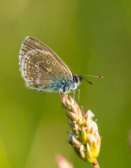 Fototapeta premium Tiny brown butterfly perched on a pale flower bud