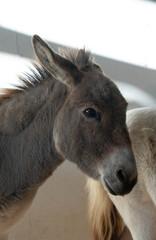 Obraz premium Animals in a barn.