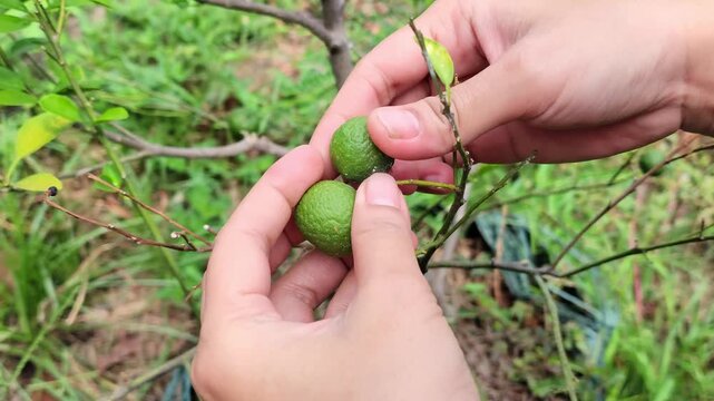 An Asian woman is picking two green limes in her backyard to use as aromatics in her cooking