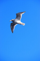 Seagull