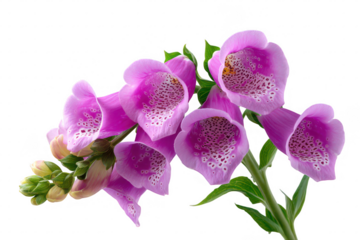 Close up of purple foxglove flowers with spotted interiors isolated on transparent background