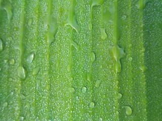 Dew-Kissed Leaf: A close-up shot of a vibrant green leaf, adorned with glistening droplets of morning dew, evokes a sense of freshness and natural beauty. 