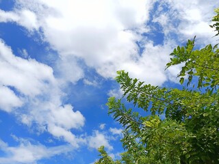 Sky's Embrace: a scenic image showing a vibrant blue sky filled with fluffy white clouds, complemented by fresh green foliage, inviting the feeling of a refreshing breeze.