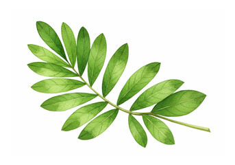 Vivid Green Compound Leaf with Multiple Leaflets on Transparent Background