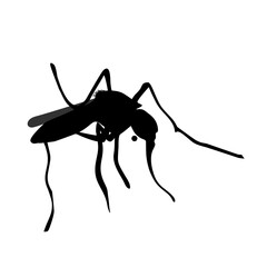Black worker ant isolated on white background, a macro closeup of the small insect with antenna