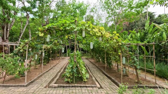 Walking Through a Lush Winter Melon Garden in Phuket