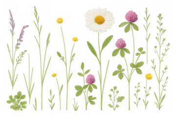 Wildflowers and natural grass set, meadow botany elements, floral summer garden collection with transparent background