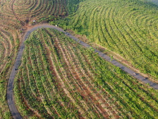 Replanting or rejuvenating rubber forests offers various benefits, including increased latex production and wood utilization. Replanting with superior seedlings will significantly increase latex	
