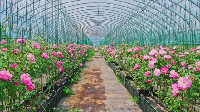Artificially planted roses in greenhouses