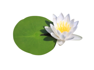 Lotus or Water lily or Nymphaea flower. Close up white lotus flower on lotus leaves isolated on transparent background.	
