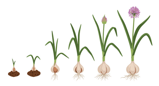 Illustration showing the growth stages of a garlic plant from bulb to flower on a white background .