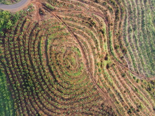 Replanting or rejuvenating rubber forests offers various benefits, including increased latex...