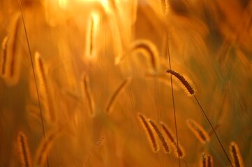 Golden light over a beautiful grass meadow.