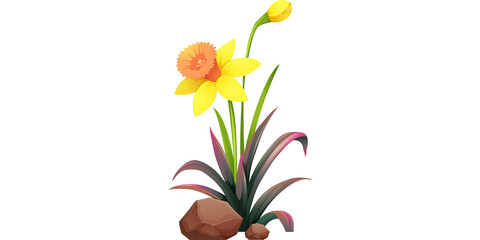 Beautiful yellow daffodil flower blooming with green leaves and rocks