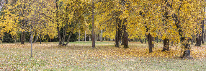 autumn landscape with colorful park trees in cloudy day. panoramic view.