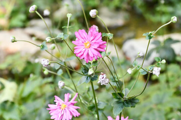 シュウメイギク（八重咲き）Japanese anemone