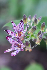 ホトトギス　Toad Lily