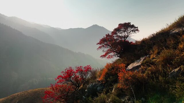 Aerial view panorama of yellow autumn forest in Almaty