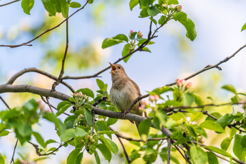 Thrush Nightingale, Luscinia luscinia. A bird sits on a tree branch and sings