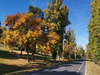 Naklejka premium trees in autumn