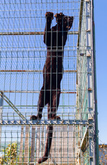 Black puma in a metal cage at the zoo