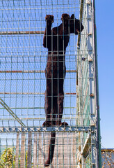 Black puma in a metal cage at the zoo