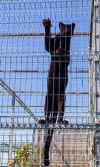 Black puma in a metal cage at the zoo