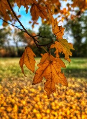 autumn maple leaves