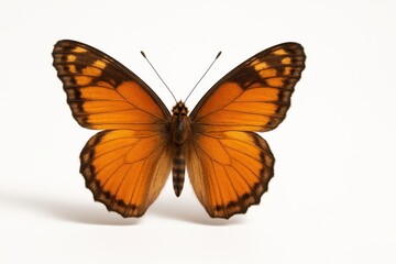 Fototapeta premium Beautiful butterfly dorsal view with wings fully spread symmetrical on white
