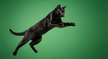 Black cat jumping in air on green screen. Animal acting for chromakey cut out for video project. Pet photography.
