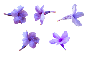 Purple ruellia flower isolated on a transparent background