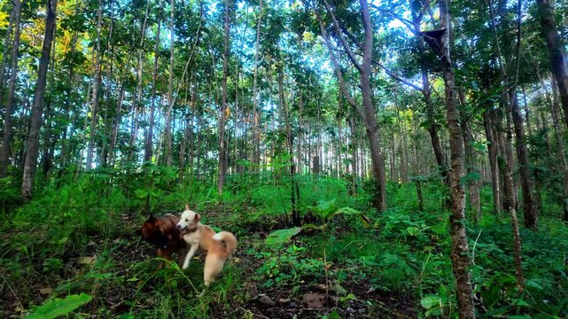 4K footage of a German Shepherd and a small gray dog playfully interacting and having fun together by a natural pond, surrounded by lush green trees. The candid and lively moment highlights joy, compa