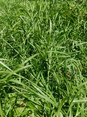 green grass background
