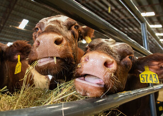 cows in a barn at fair. © Luis