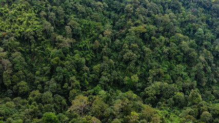 aerial view of dark green forest Abundant natural ecosystems of rainforest. Concept of nature forest preservation and reforestation.	