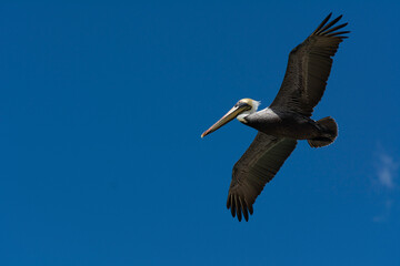 Pelícano marrón (Pelecanus occidentalis occidentalis) en vuelo sobre el Golfo de México.
Pelícano marrón (subespecie Pelecanus occidentalis occidentalis) volando con las alas exte