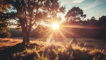 Sunrise through tree branches in a meadow