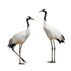 Obraz premium Elegant red-crowned crane couple shows its grace. This dance is full of grace. 